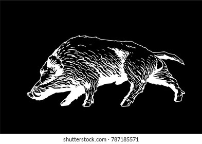 Graphical sketch of  wild hog walking isolated on black background,vector