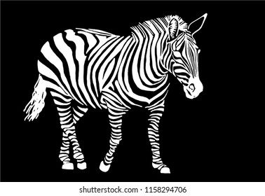 Graphical sketch of zebra isolated on black background,vector illustration 