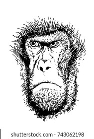 Graphical sketched face of monkey isolated on white background,vector