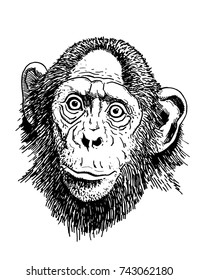 Graphical sketched  portrait of monkey isolated on white background,vector
