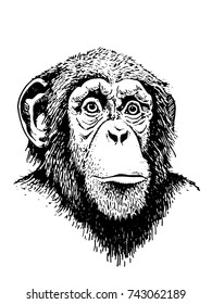 Graphical sketched  portrait of monkey isolated on white background,vector