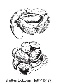 Graphical sketches of sausages isolated on white background,vector illustration