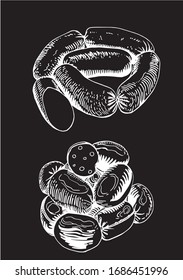 Graphical sketches of sausages isolated on black background,vector engraved  illustration