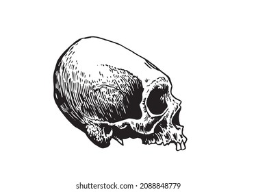 Graphical skull of Aztec civilazation isolated on white, long skull of ancient tribe, vector illustration