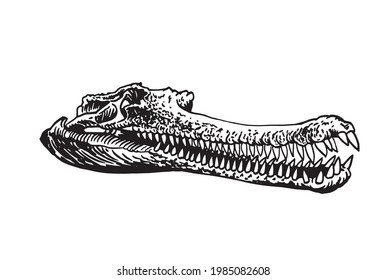 Graphical skull of crocodile isolated on white background, vector element of fossil