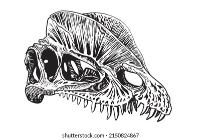 Graphical skull of dilophosaurus isolated on white background,vector fossil element of museum