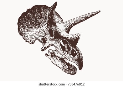 Graphical skull of dinosaur isolated on white background, vector vintage illustration

triceratops isolated on white background,vector