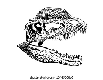Graphical skull of dinosaur isolated ,vector tattoo illustration,dilofosaur