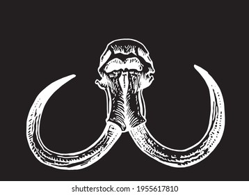 Graphical skull of mammoth isolated on black, paleontology