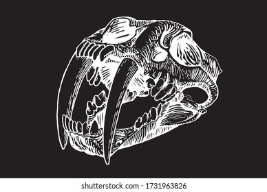 Graphical skull saber  toothed tiger isolated black  vector  engraved illustration smilodon