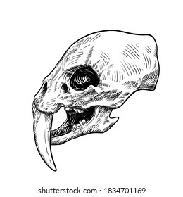 Graphical skull saber  toothed tiger isolated white  vector sketch
