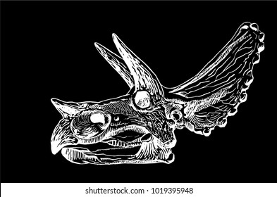 Graphical skull of triceratops dinosaur isolated on black background,vector 
