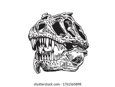 Graphical skull of tyrannosaurus isolated on white, vector illustration for tattoo ,typography and design