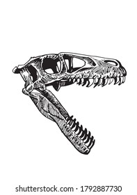 Graphical skull of tyrannosaurus isolated on white, vector illustration, paleonthology