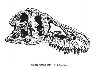 Graphical skull of tyrannosaurus isolated on white background,vector fossil element of museum
