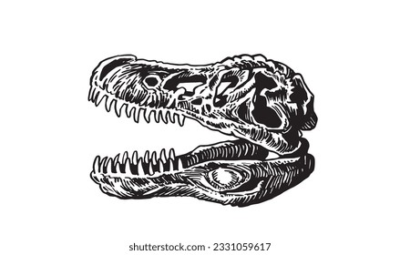 Graphical skull of tyrannosaurus isolated on white,vector illustration, fossils