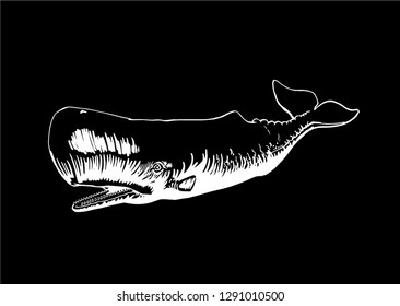 Graphical sperm whale isolated on black background, vector engraved illustration