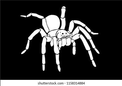 graphical spider isolated on black background, vector illustration,tarantula