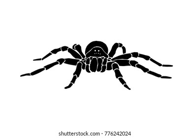 Graphical spider isolated on white background,vector illustration