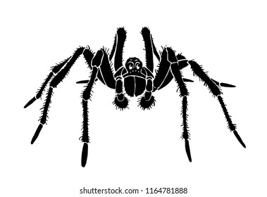 Graphical spider, sketch of tarantula isolated on white background,vector