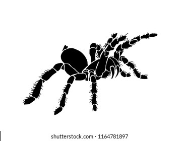 Graphical Spider, Sketch Of Tarantula Isolated On White Background,vector