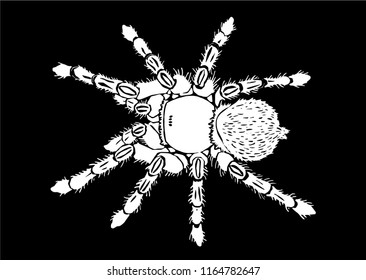Graphical spider, sketch of tarantula isolated on black background,vector