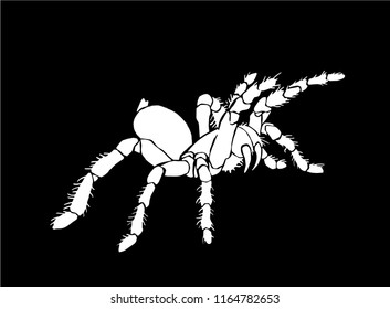 Graphical spider, sketch of tarantula isolated on black background,vector
