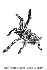 Tarántula de araña gráfica sobre fondo blanco, ilustración en blanco y negro, diseño de tatuaje