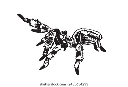 Graphical spider tarantula on white background, black and white illustration, tattoo design	
