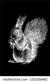 Graphical squirrel isolated on black background, vector engraved illustration,sketch