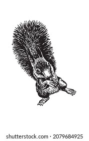 Grafisches Eichhörnchen einzeln auf weißem Hintergrund, Vektorgrafik