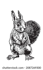 Graphical squirrel isolated on white background, vector ink pen illustration