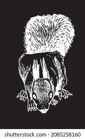 Graphical squirrel on black,vector engraved illustration of rodent