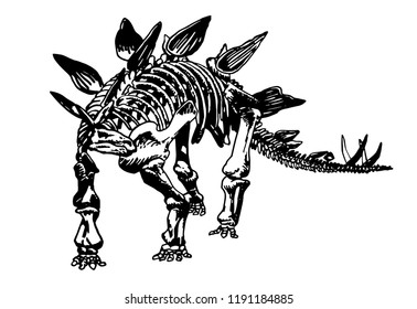 Graphical stegosaurus skeleton isolated on white background,vector illustration for tattoo and printing