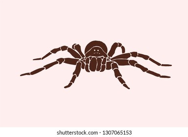 Graphical tarantula spider, vector vintage illustration