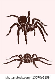 Graphical tarantula spider, vector vintage illustration