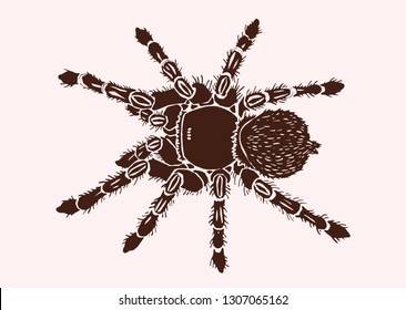 Graphical Tarantula Spider, Vector Vintage Illustration