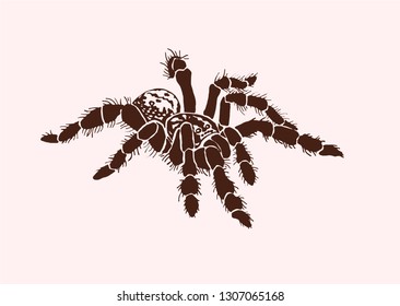 Graphical tarantula spider, vector vintage illustration