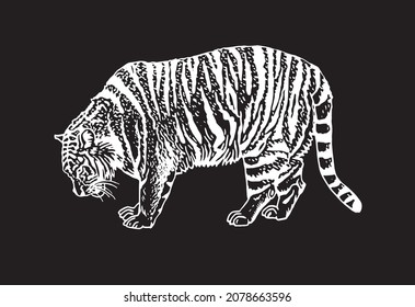 Graphical tiger  isolated on black background,vector illustration, stripy wild savanna animal 