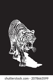 Graphical tiger  isolated on black background,vector illustration, stripy wild savanna animal 