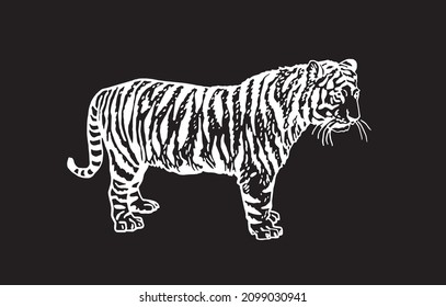 Graphical tiger isolated on black background,vector illustration, stripy wild savanna animal 