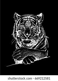 Graphical tiger isolated on black background,vector,grisaille