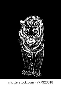 Graphical tiger on black background,vector