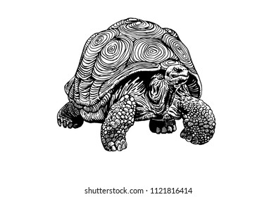 Graphical tortoise isolated on white background,vector illustration, tattoo animal