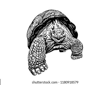 Graphical tortoise isolated on white background, vector sketch 