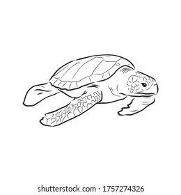 Graphical tortoise isolated on white background,vector illustration, tattoo animal . turtle, vector sketch illustration