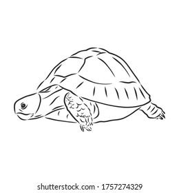Graphical tortoise isolated on white background,vector illustration, tattoo animal . turtle, vector sketch illustration