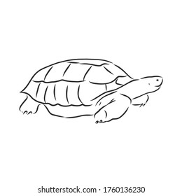 Graphical tortoise isolated on white background,vector illustration, tattoo animal. turtle, vector sketch illustration