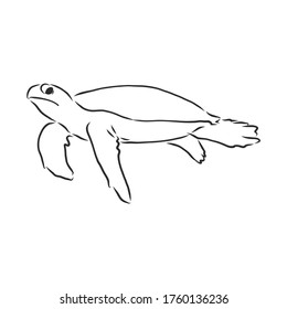 Graphical tortoise isolated on white background,vector illustration, tattoo animal. turtle, vector sketch illustration