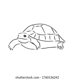 Graphical tortoise isolated on white background,vector illustration, tattoo animal. turtle, vector sketch illustration